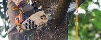 Professional Tree Services in Wabasso Beach, FL